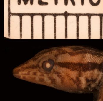 Media type: image;   Herpetology R-34427